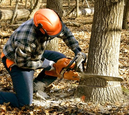 Tree Removal in Oakley, MI